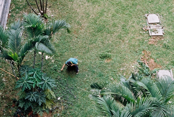 Foto Bekerja pohon rumput luar ruangan