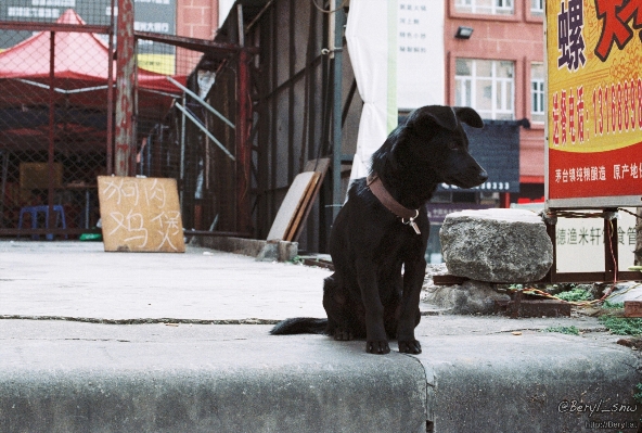 Straße hund tier urban Foto