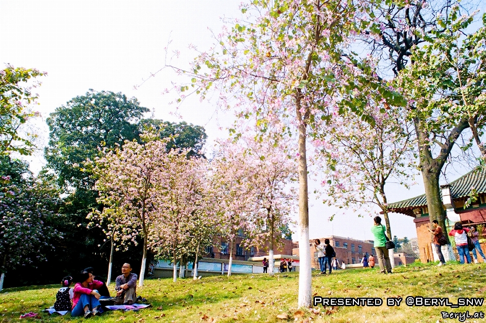 Tree plant flower film