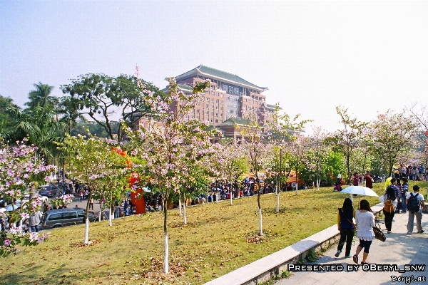 Tree flower film walkway Photo