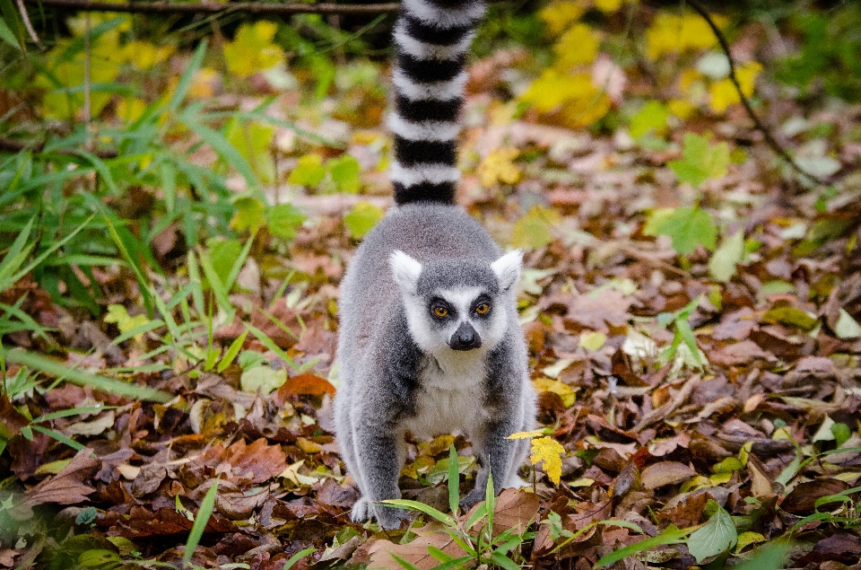 Natureza floresta bokeh
 animais selvagens