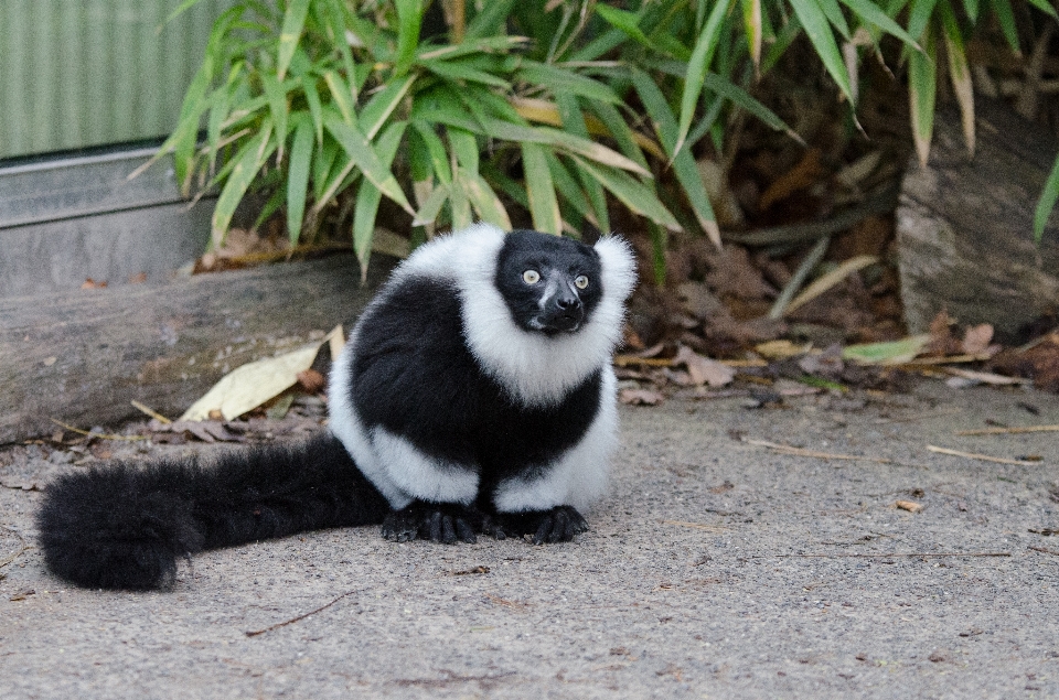 Bokeh
 fauna silvestre zoo mamífero