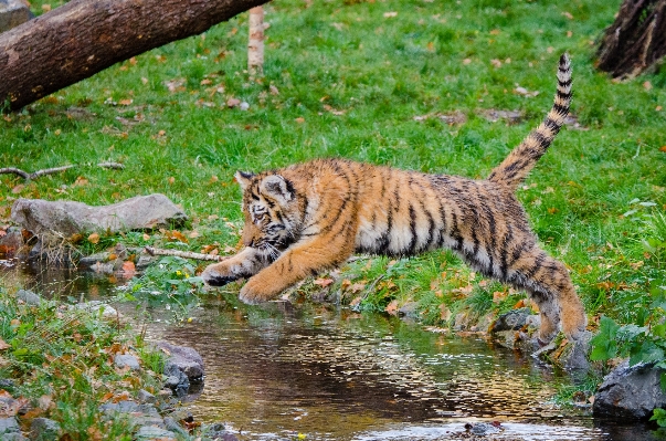 Nature white animal wildlife Photo