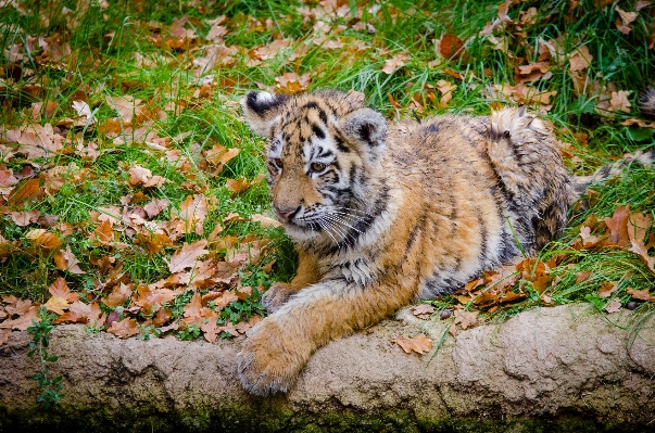 Nature white animal wildlife Photo