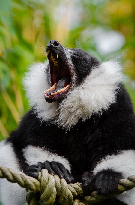 野生動物 動物園 哺乳類 fauna