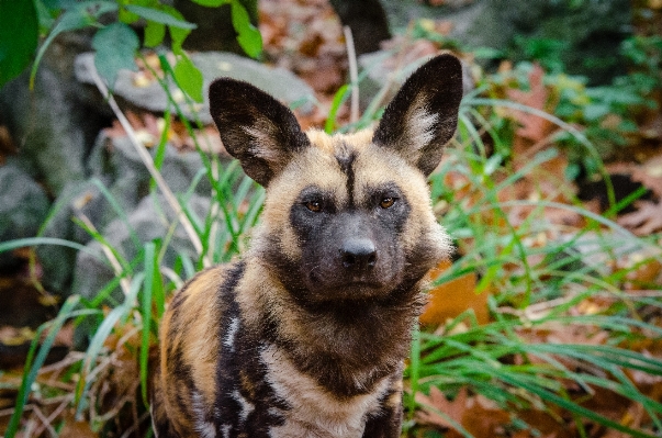 Field fall flower dog Photo