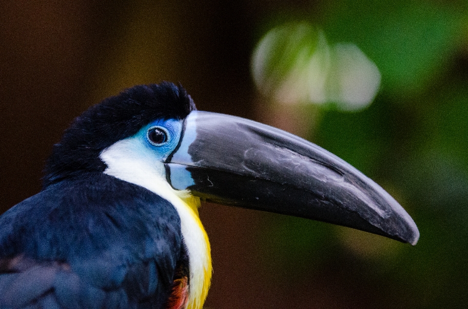 Nature bird wing bokeh