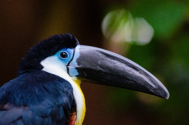 Foto Alam burung sayap bokeh
