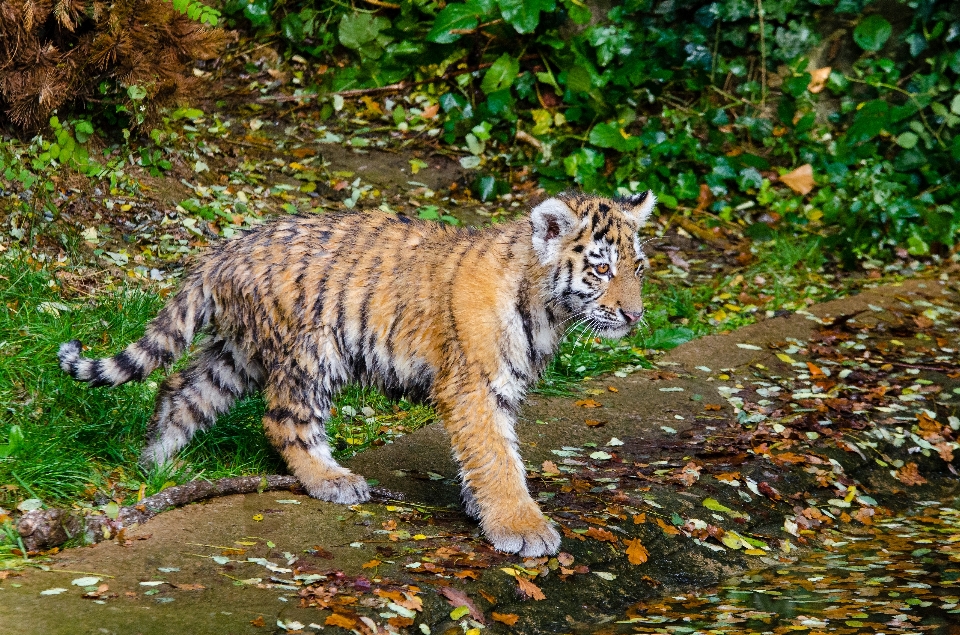 Natura bianco animale animali selvatici