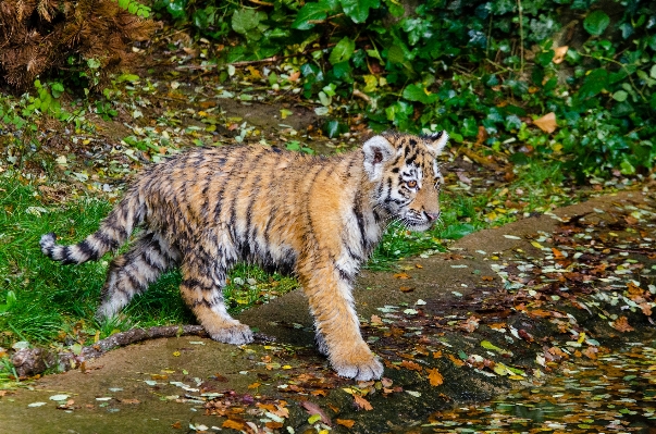 Nature white animal wildlife Photo