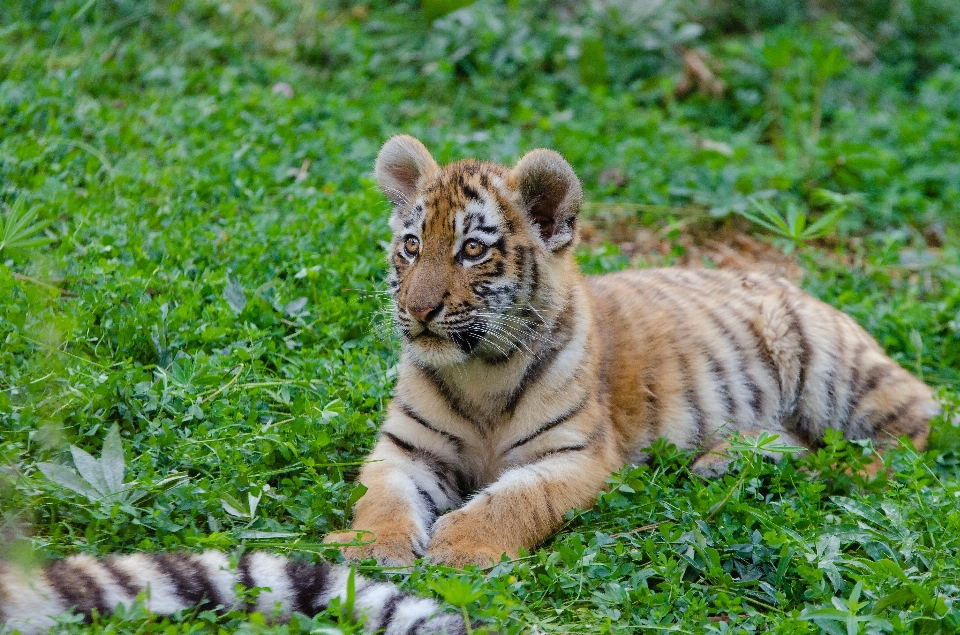 Nature grass white animal