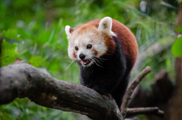 Foto Bokeh
 animal fauna silvestre zoo