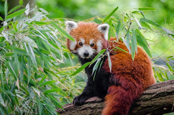 Foto Bokeh
 animal fauna silvestre zoo