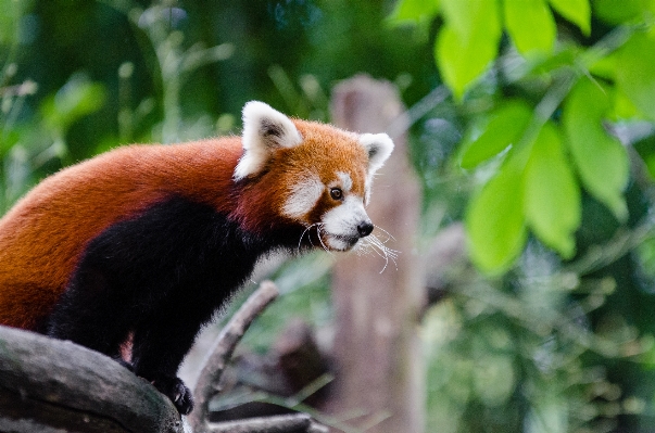 Foto Bokeh
 animal fauna silvestre zoo