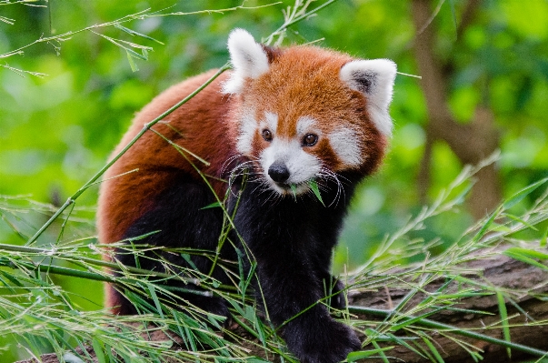 Foto Bokeh
 animal fauna silvestre zoo