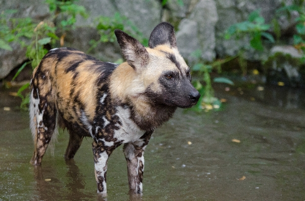 分野 秋 犬 動物 写真