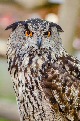 Bird wing bokeh white Photo