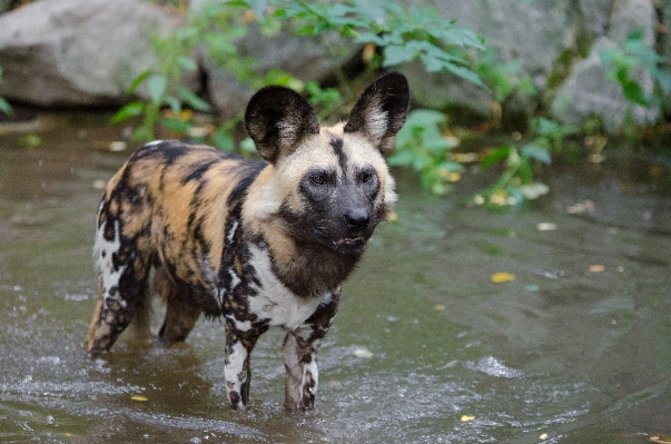 Field fall dog animal Photo