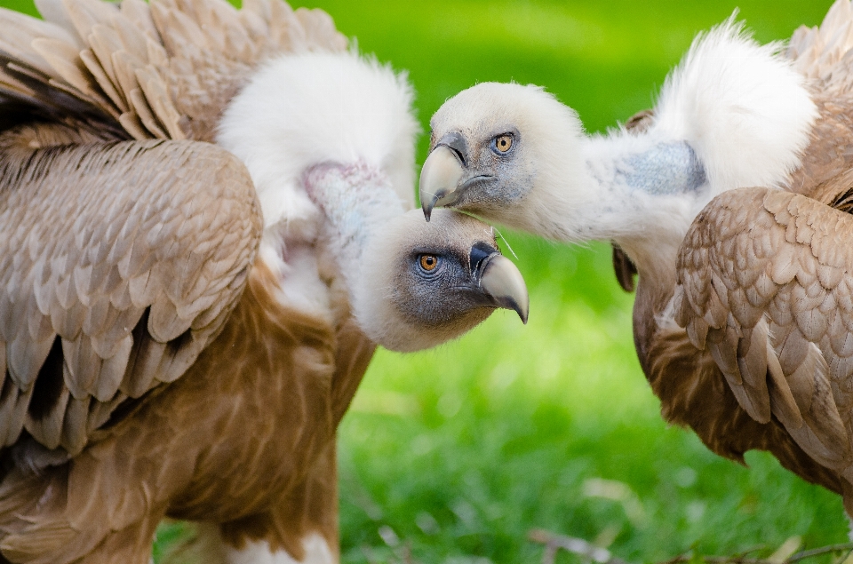 Uccello ala animali selvatici becco