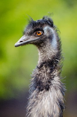 鳥 野生動物 嘴 ダチョウ 写真