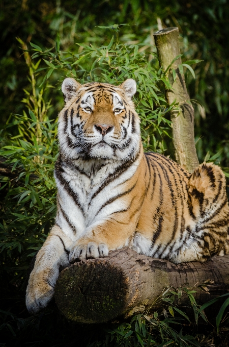 自然 動物 野生動物 動物園