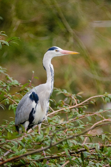 Burung bokeh
 jatuh satwa