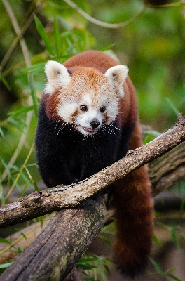 木 自然 寒い 冬 写真