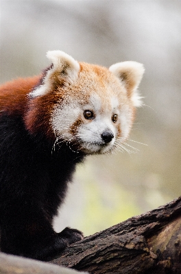 木 自然 寒い 冬 写真