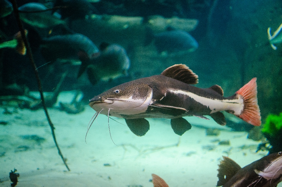 Mer eau animal rivière