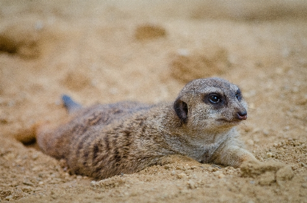 Sand bokeh animal cute Photo