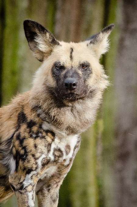 Fall dog animal canine