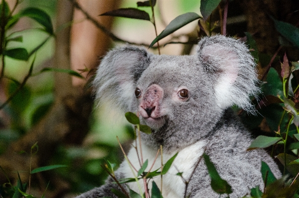 Foto árvore filial animal bonitinho