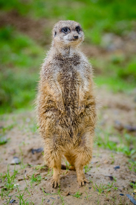 Bokeh
 animal mignon faune