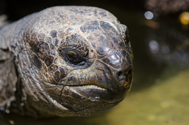 Animal wildlife zoo biology Photo