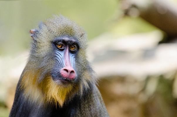 Foto Margasatwa mamalia fauna primata