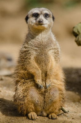 Bokeh animal cute wildlife Photo