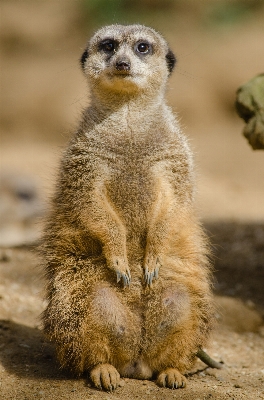 Bokeh animal cute wildlife Photo