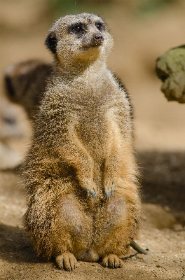 Bokeh animal cute wildlife Photo