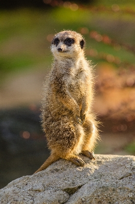 自然 ボケ味
 動物 かわいい 写真