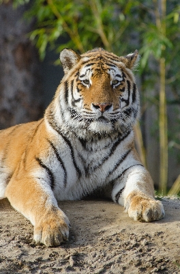 Foto Satwa margasatwa kebun binatang kucing