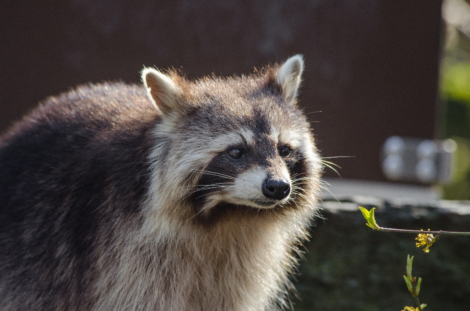 Animais selvagens mamífero fauna bigodes
