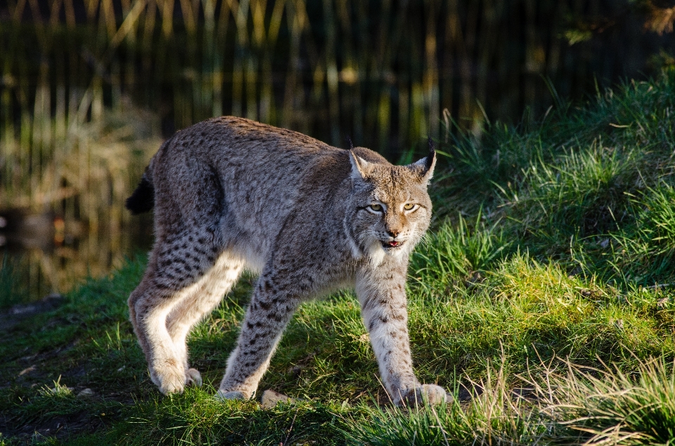 Herbe faune zoo chat