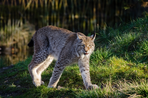 Gras tierwelt zoo katze Foto