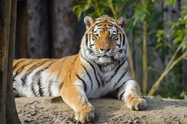 Foto Satwa margasatwa kebun binatang kucing