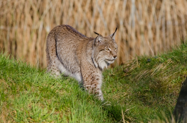 Wildlife zoo cat feline Photo