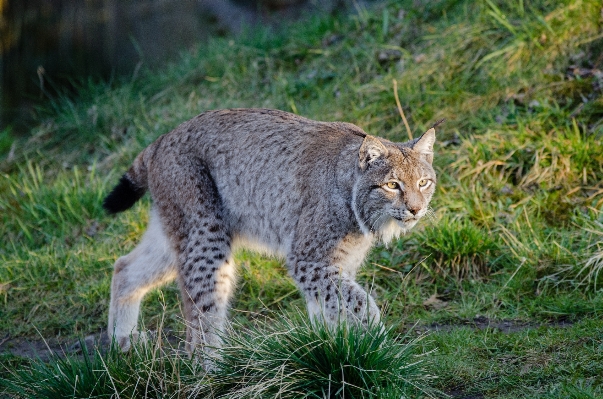 Gras tierwelt zoo katze Foto