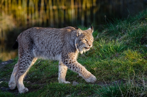 Gras tierwelt zoo katze Foto