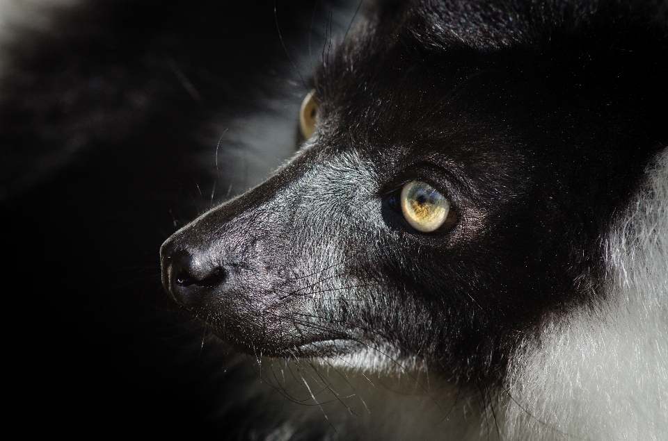 Biały zwierzę dzikiej przyrody ogród zoologiczny