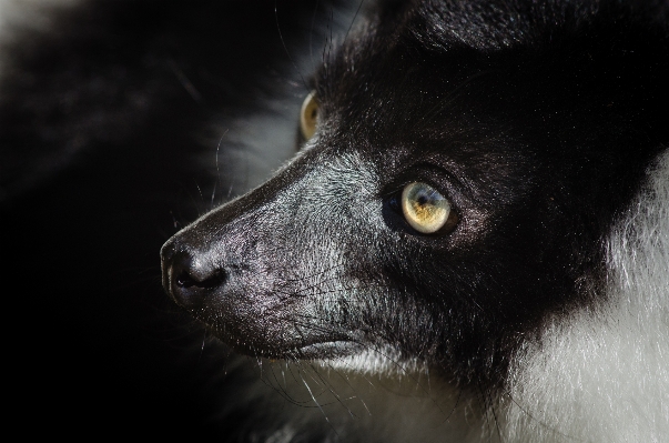 Weiss tier tierwelt zoo Foto