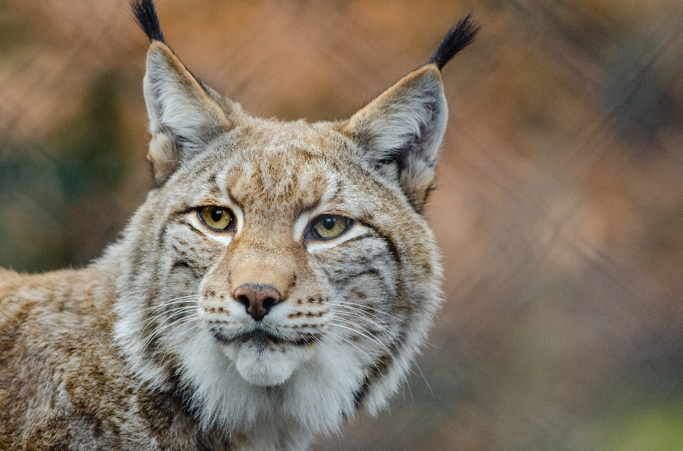 Fauna silvestre zoo gato felino